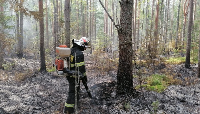 В Тверской области горела лесная подстилка