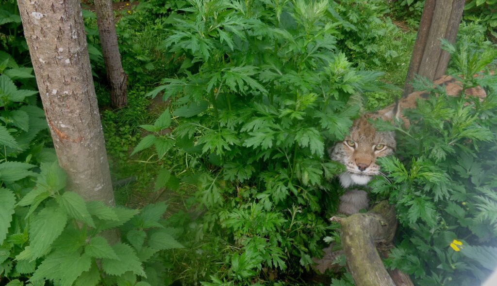 Благодаря неравнодушным жителям Тверской области рыси будут жить в комфорте Благодаря неравнодушным жителям Тверской области рыси будут жить в комфорте