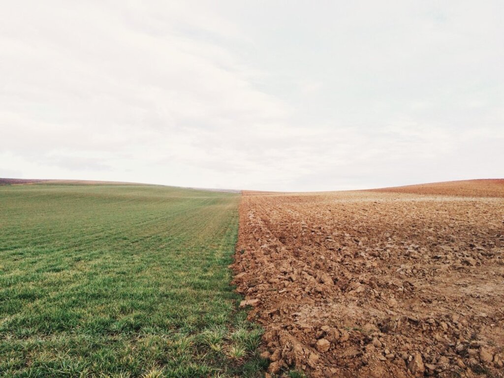 В Ржевском районе введено в оборот порядка 7 гектаров сельскохозяйственных угодий
