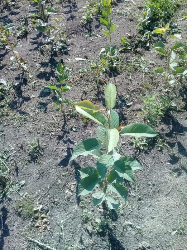 Специалисты Россельхознадзора проверили посадочный материал на наличие заболеваний