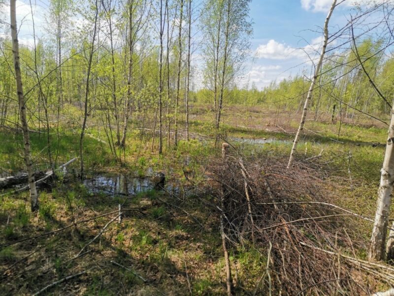 В Кимрском районе из-за сорняков пропадает 190 гектаров земли Заросшие земли сельскохозяйственного назначения в Тверской области переведены в категорию земель лесного фонда