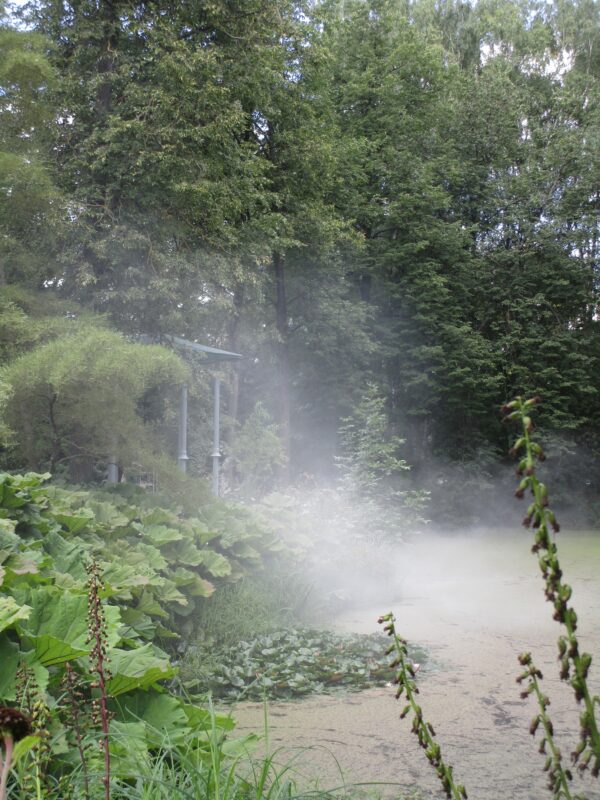 Ботаническому саду ТвГУ готовят подарок к его Дню рождения