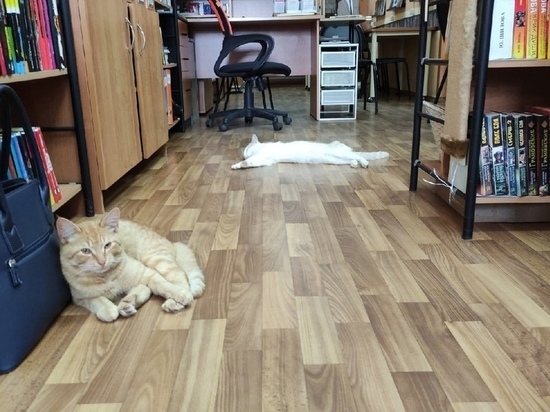 В библиотеку Тверской области пришел второй пушистый стажер