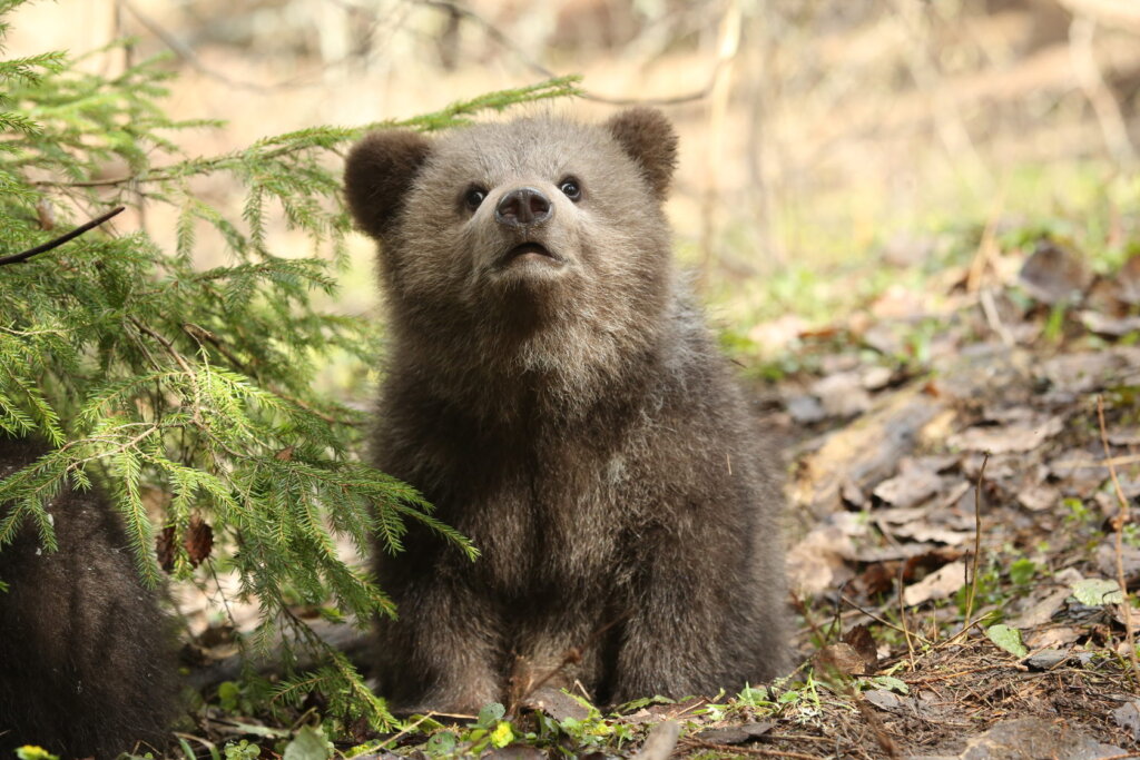 Сотрудники центра спасения медвежат-сирот поделились рецептом очень вкусной каши
