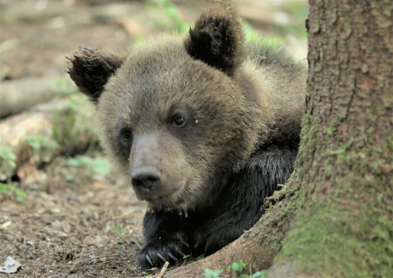 В Центре спасения медвежат-сирот поделились портретами косолапых подопечных
