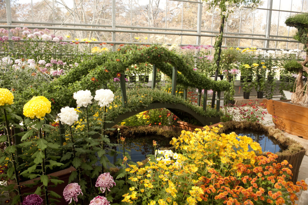 Тверская Филармония приглашает на вечер старинного и современного романса "Хризантема" Тверская филармония приглашает на вечер старинного и современного романса "Хризантема"