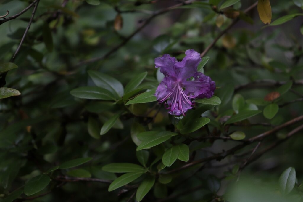 В тверском Ботаническом саду в середине августа наступил апрель