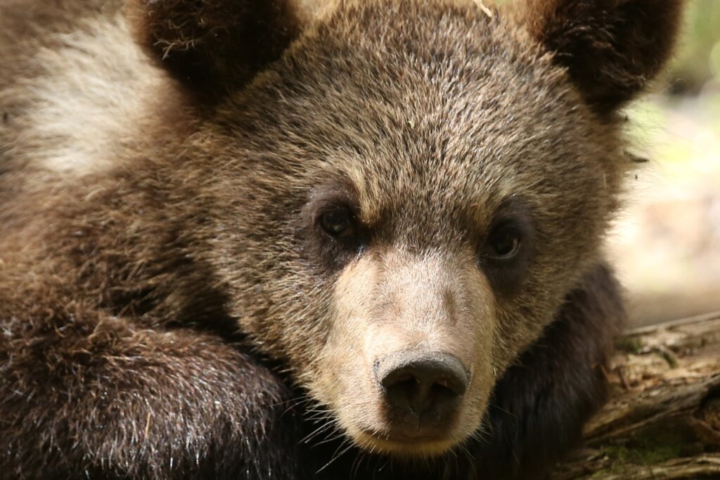 В Центре спасения медвежат-сирот поделились портретами косолапых подопечных