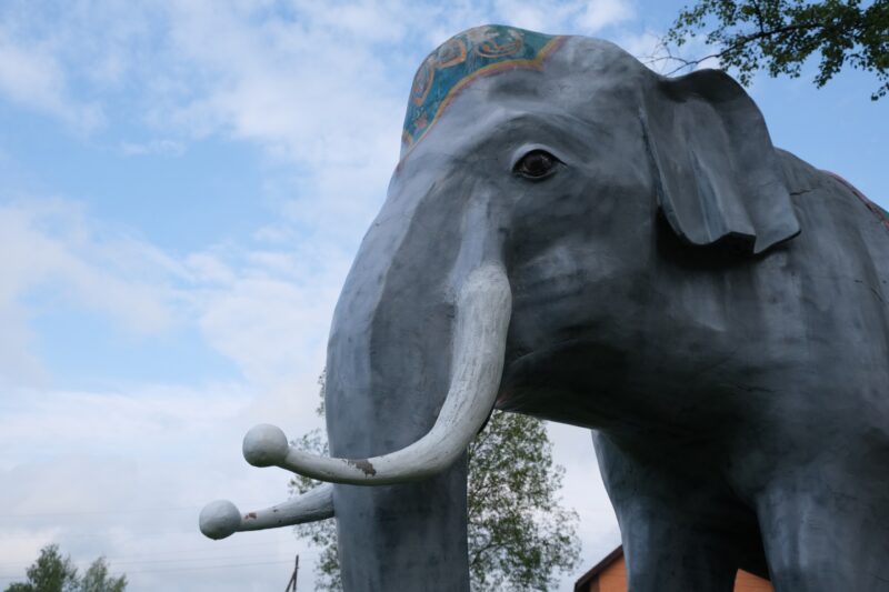 В Тверской области у четырёхметрового слона появилось имя