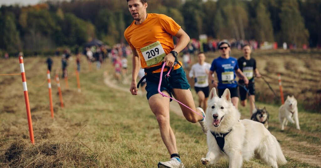 Быстрые и мохнатые: в Твери пройдёт благотворительный забег с собаками Быстрые и мохнатые: в Твери пройдёт благотворительный забег с собаками