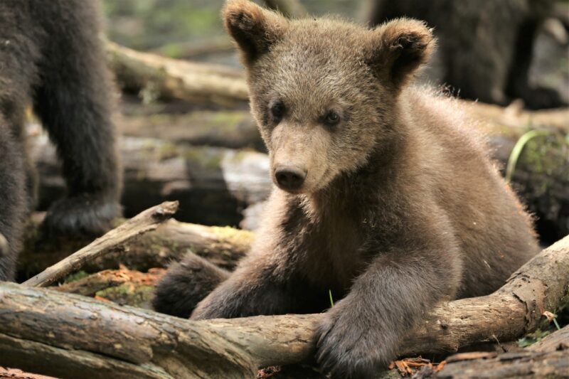 В Центре спасения медвежат-сирот поделились портретами косолапых подопечных