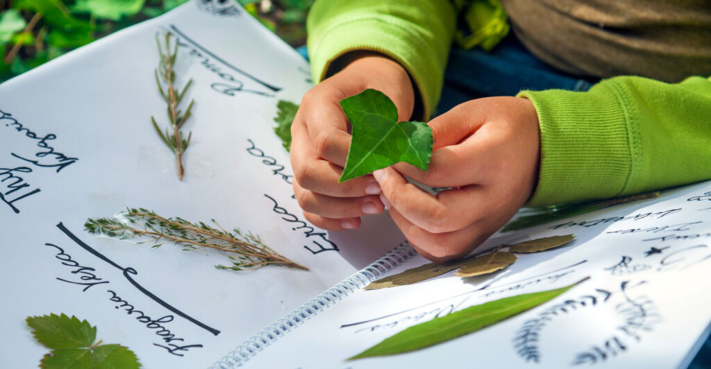 В Тверском Горсаду детей научат создавать гербарий В Тверском Горсаду детей научат создавать гербарий