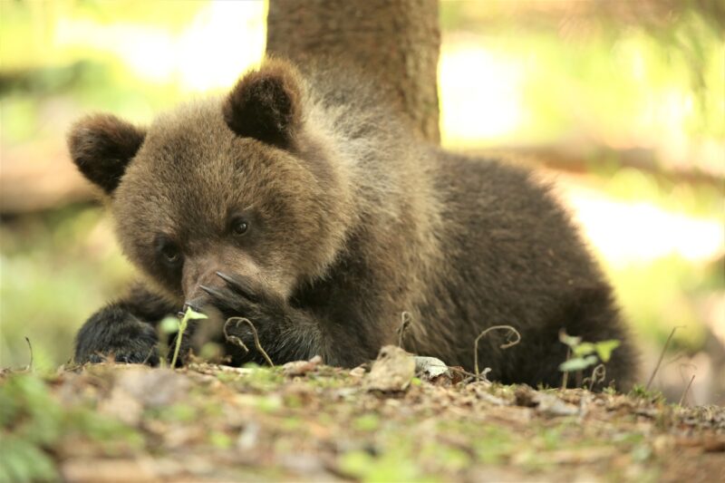 В Центре спасения медвежат-сирот поделились портретами косолапых подопечных