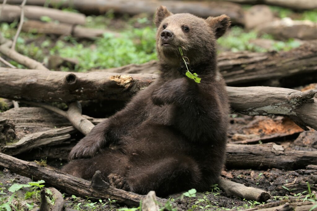 «Весёлые старты» медвежат-сирот из центра спасения Тверской области попали на видео