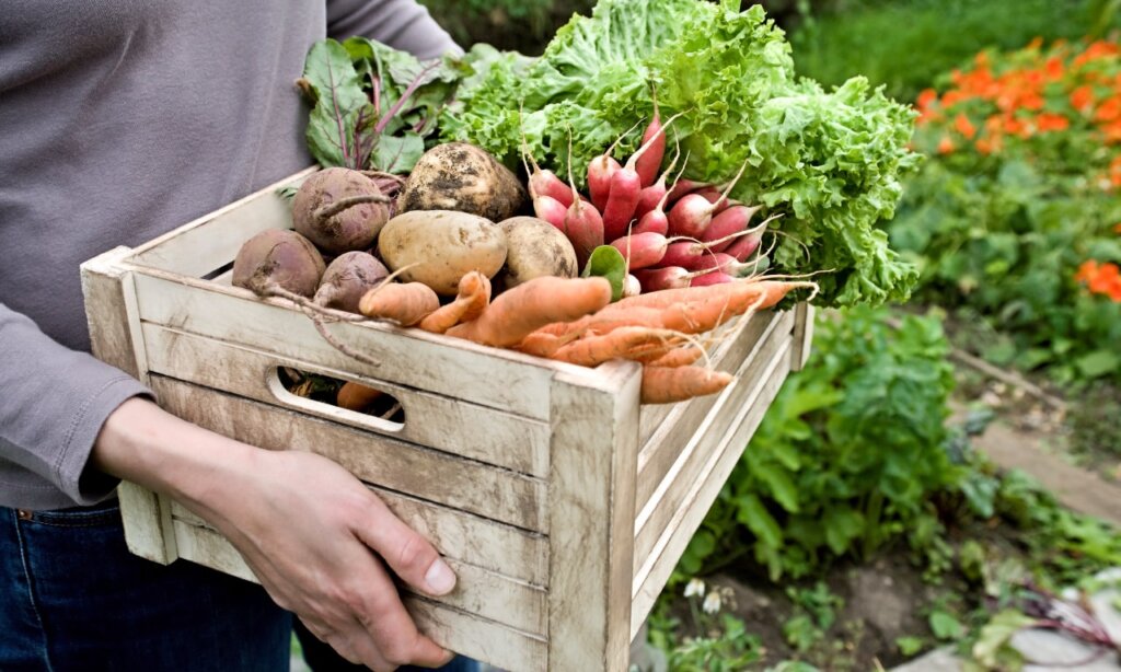 Ярмарки выходного дня помогут снизить цену «борщевого набора» в Тверской области