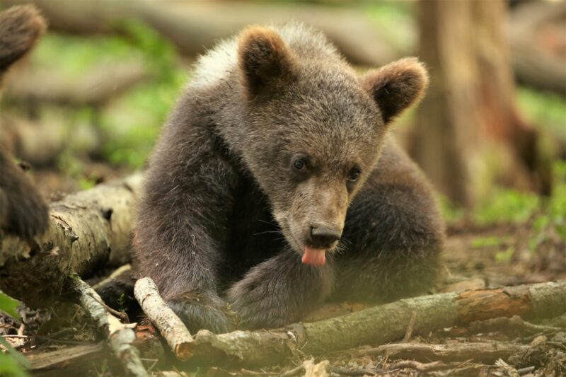 В Центре спасения медвежат-сирот поделились портретами косолапых подопечных