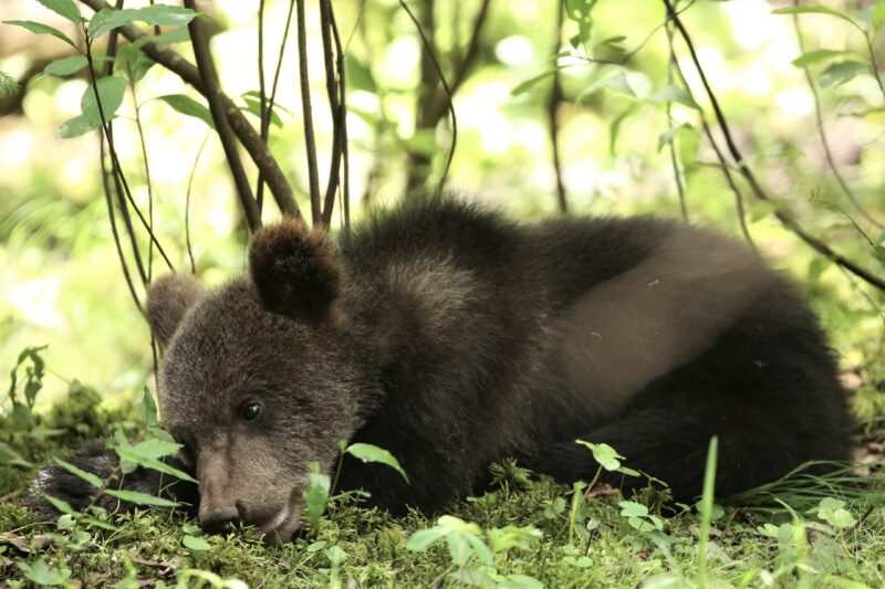 В Центре спасения медвежат-сирот поделились портретами косолапых подопечных