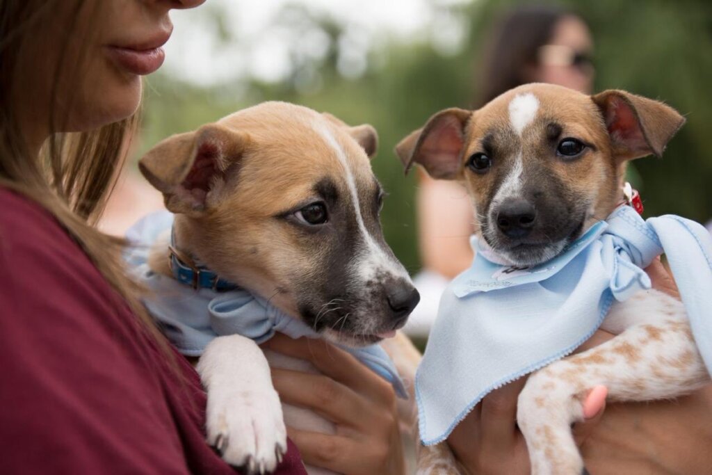 В Твери пройдет выставка-раздача бездомных животных В Твери пройдет выставка-раздача бездомных животных