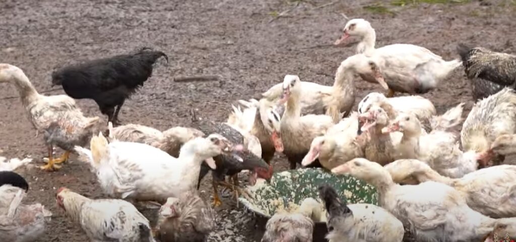Народное голосование в конкурсе «Лучшее семейное подворье» завершается в Тверской области