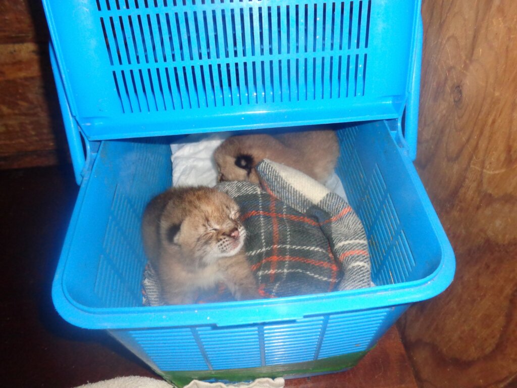 В реабилитационном центре диких животных "Ромашка" появились на свет рысята