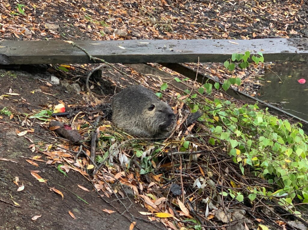 Тверские волонтёры спасли заблудившегося бобра, который оказался нутрией Тверские волонтёры спасли заблудившегося бобра, который оказался нутрией