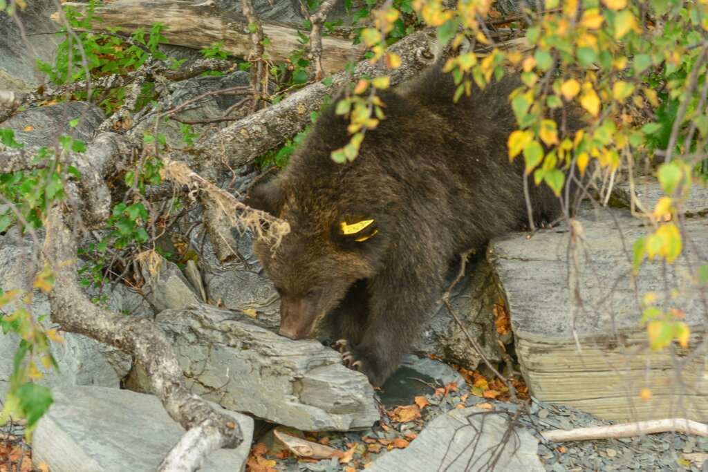 Сотрудники Центра спасения медвежат-сирот помогли коллегам с Алтая Сотрудники Центра спасения медвежат-сирот помогли коллегам с Алтая