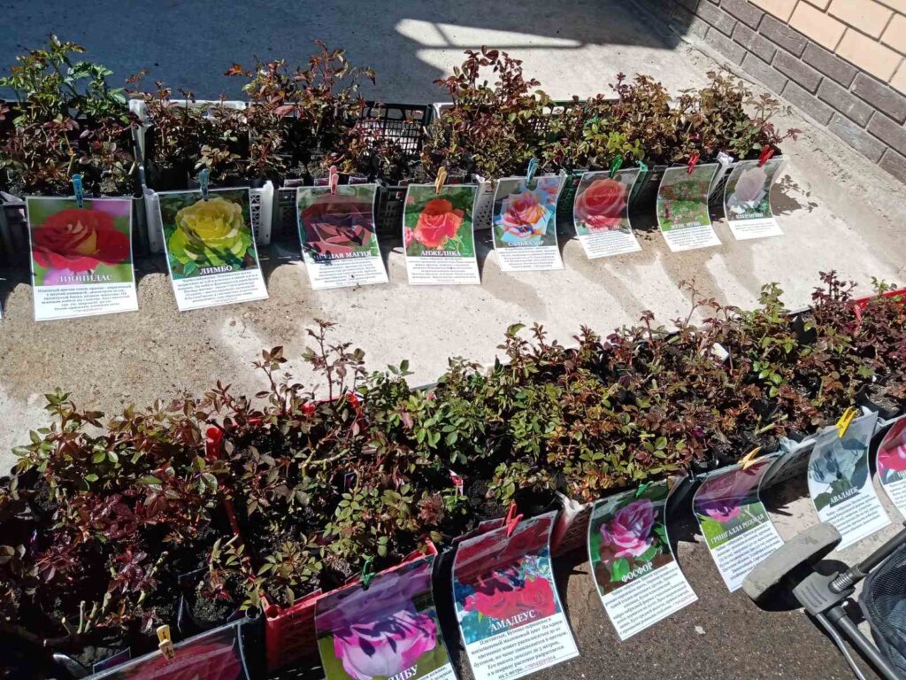 В Тверской области Россельхознадзор проверил соблюдение законодательства в области семеноводства