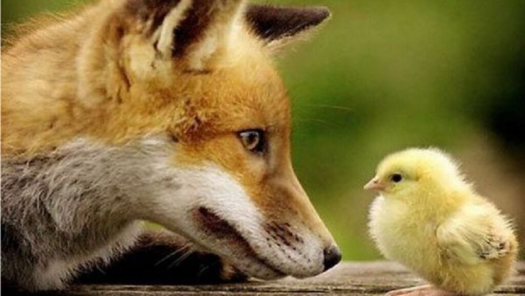 В Тверской области нашествие лис