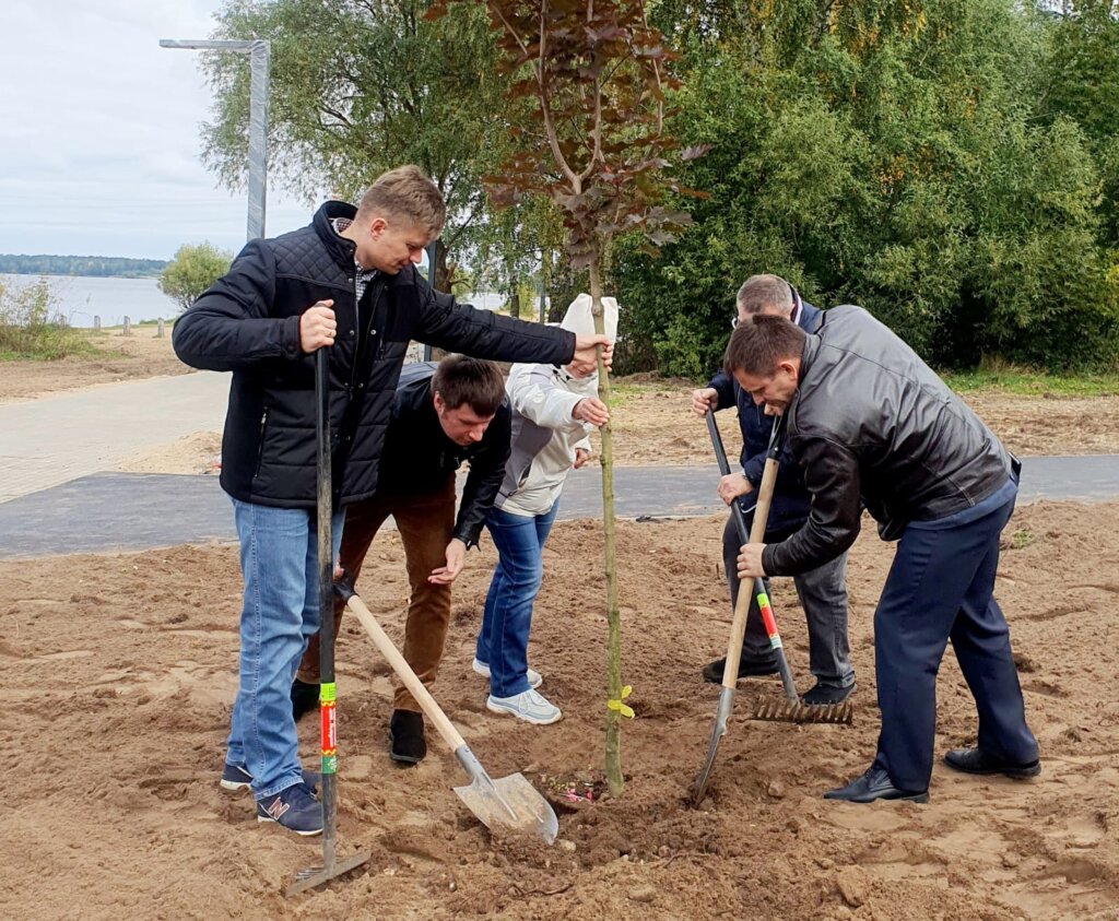 На набережной Волги в Конаково высадили клены