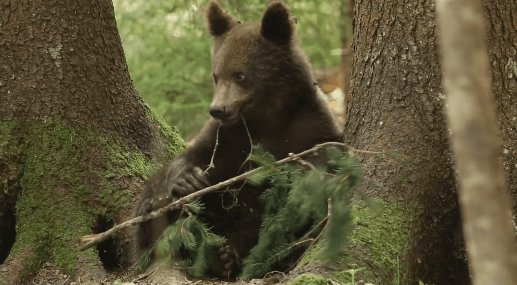 В Центре спасения медвежат-сирот засняли игру маленького косолапого В Центре спасения медвежат-сирот засняли игру маленького косолапого