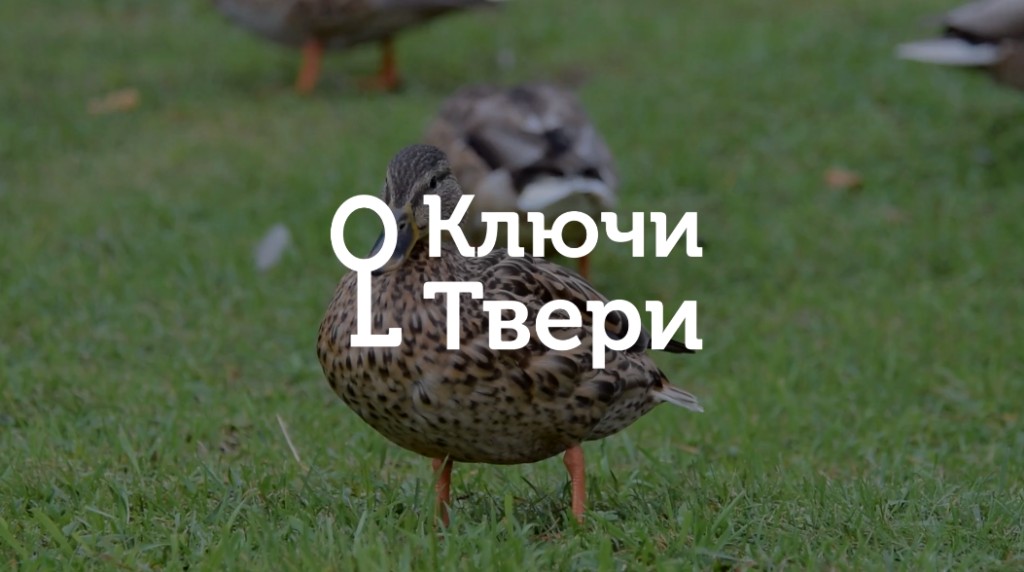 Ключи Твери: местные уточки и где они обитают Ключи Твери: местные уточки и где они обитают