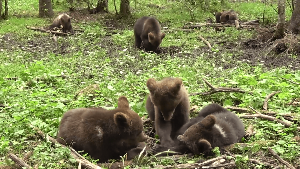 В Тверской области запечатлели досуг медвежат-сирот