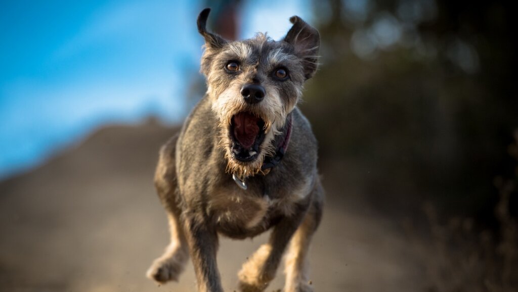 В Твери собаки из подвала напали на одинокого пса В Твери собаки из подвала напали на одинокого пса