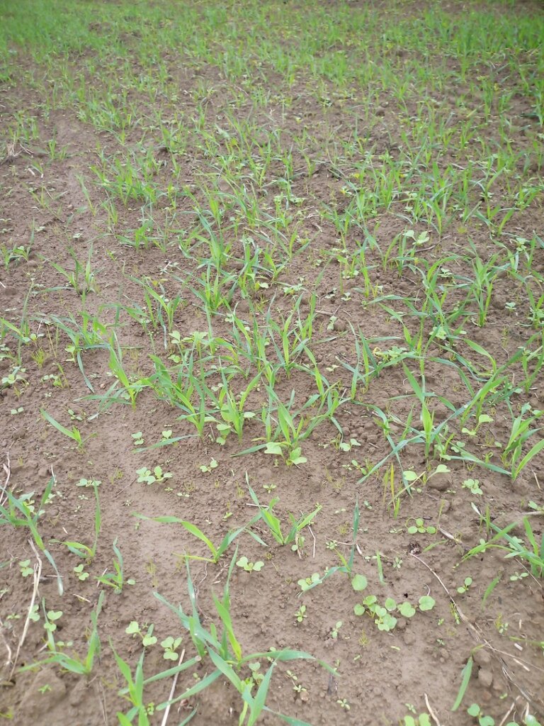 Эксперты проверяют фитосанитарное состояние посевов озимых зерновых культур в Тверской области Эксперты проверяют фитосанитарное состояние посевов озимых зерновых культур в Тверской области