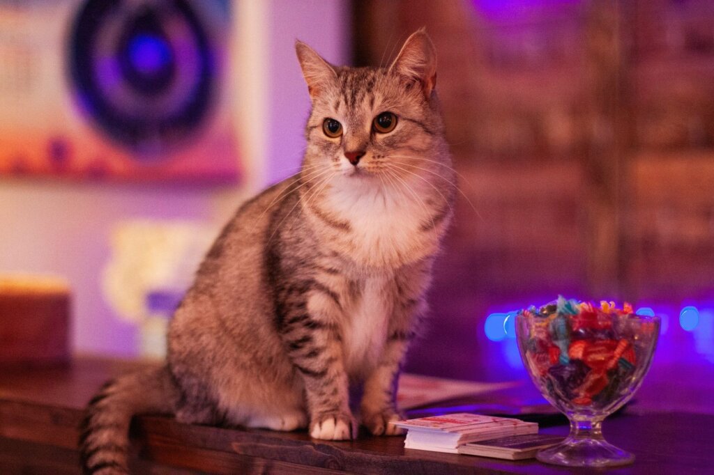 Английская разговорная встреча снова пройдёт в котокафе в Твери