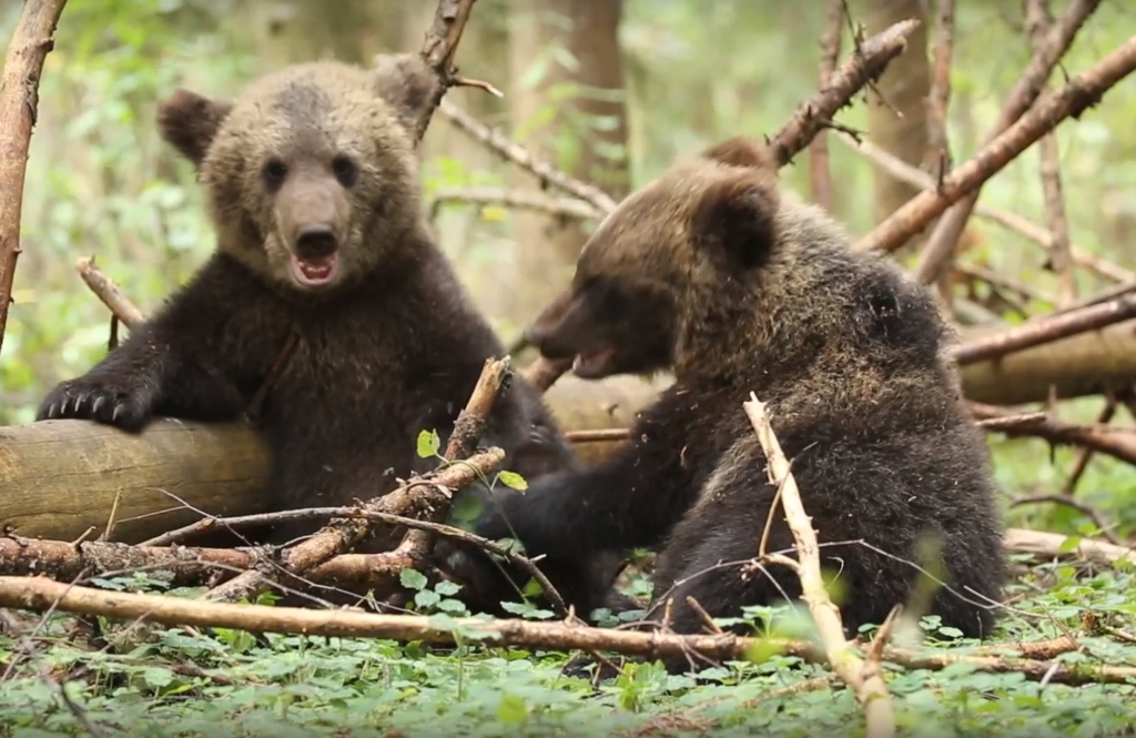 В Центре спасения медвежат сирот показали играющих косолапых В Центре спасения медвежат сирот показали играющих косолапых