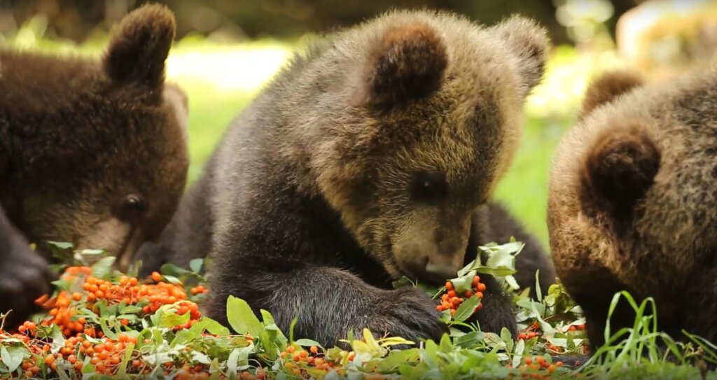 В Центре спасения медвежат-сирот показали, как косолапые лакомятся рябиной В Центре спасения медвежат-сирот показали, как косолапые лакомятся рябиной