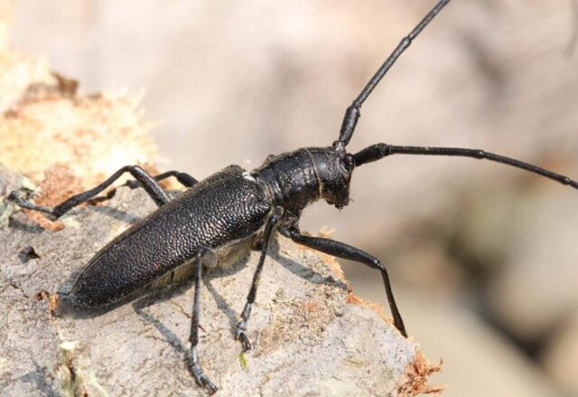 Во время фитосанитарного обследования специалисты обнаружили карантинного вредителя Во время фитосанитарного обследования специалисты обнаружили карантинного вредителя