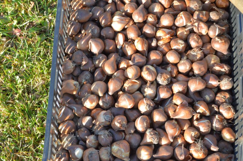 До первых заморозков в Твери высадят около 88 тысяч тюльпанов