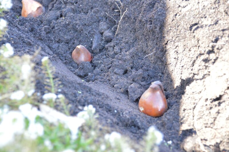 До первых заморозков в Твери высадят около 88 тысяч тюльпанов