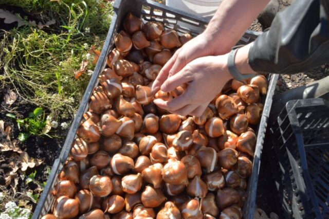 До первых заморозков в Твери высадят около 88 тысяч тюльпанов