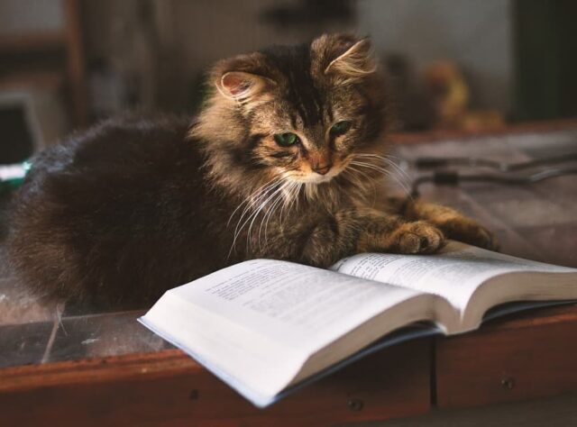 В тверском котокафе обсудят современный роман Нила Геймана В тверском котокафе обсудят современный роман Нила Геймана