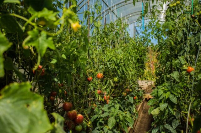 Стандарты качества теплиц компании «Новые формы» Стандарты качества теплиц компании «Новые формы»