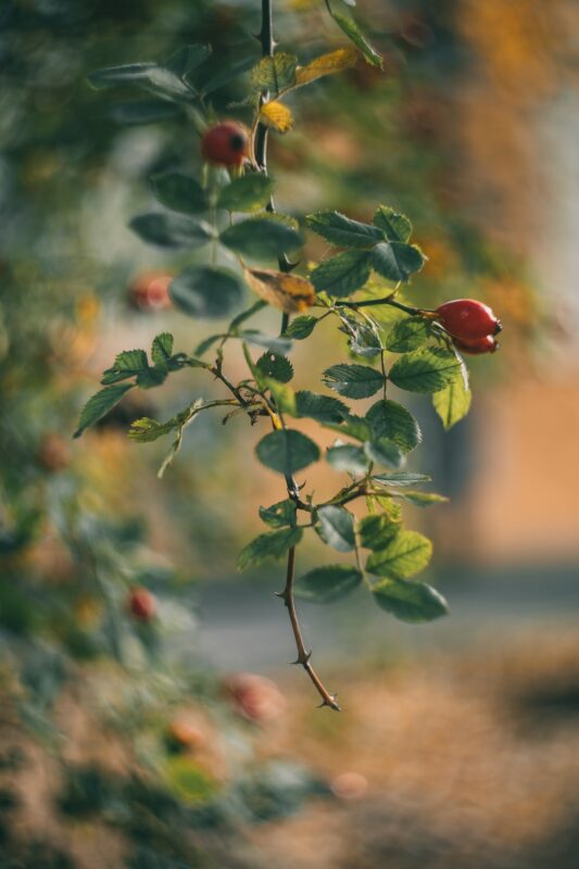Тверской фотограф поделилась осенним взглядом на улицы города
