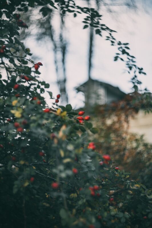 Тверской фотограф поделилась осенним взглядом на улицы города