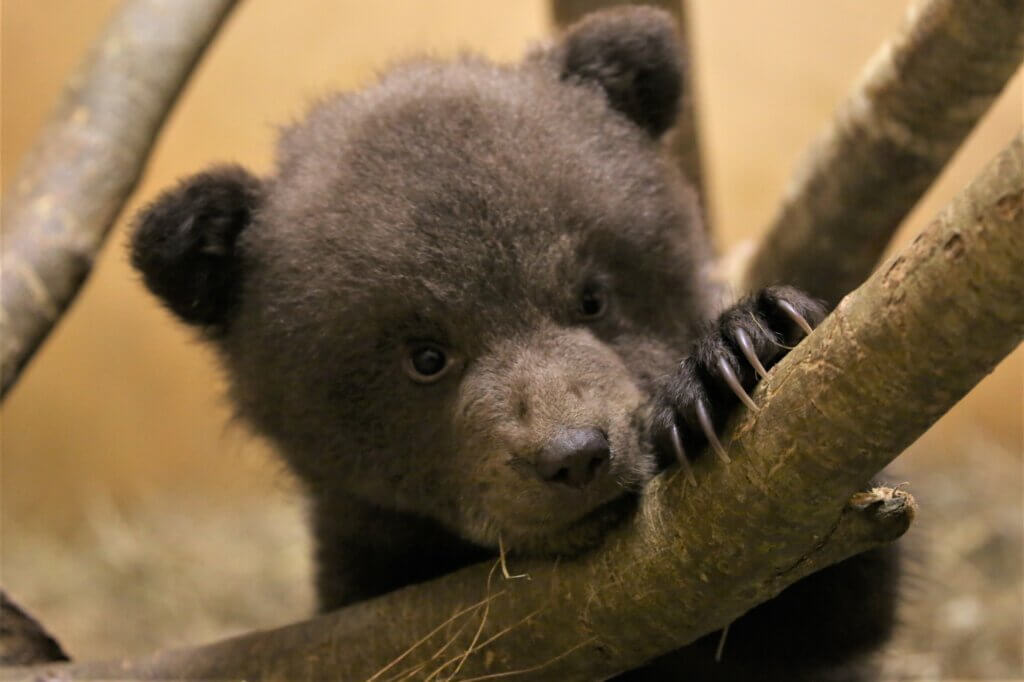 Трех медвежат, которым помогли в Тверской области, выпустили в родные леса