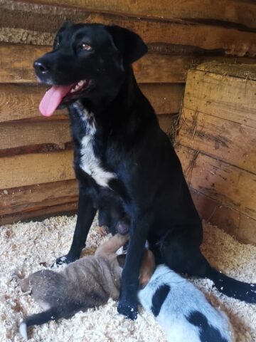 Собака, которую спасли в Оленино, осваивается на новом месте Собака, которую спасли в Оленино, осваивается на новом месте