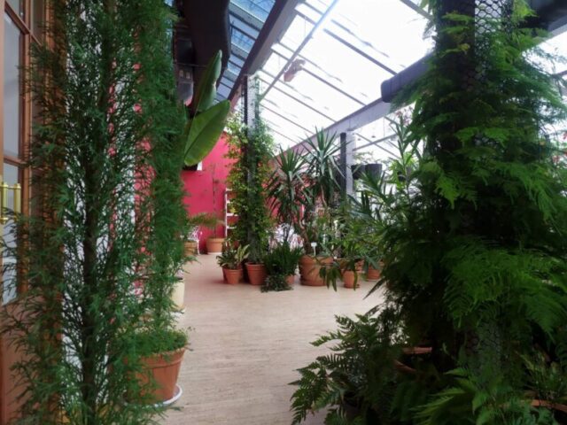 Зимний сад оранжереи Тверского императорского дворца вновь открыт для посещений