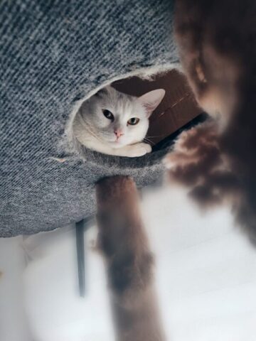 В котокафе "Мур-мяу" участники английского разговорного клуба обсудят еду