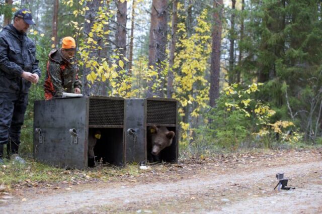 Савва и Северина из Центра спасения медвежат-сирот вернулись на родину